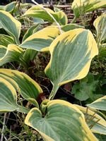 Funkia First Frost hosta ozdobne liście