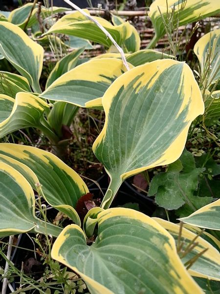 Funkia First Frost hosta ozdobne liście zdjęcie 1