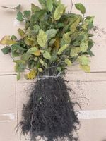 product-compare-61667809