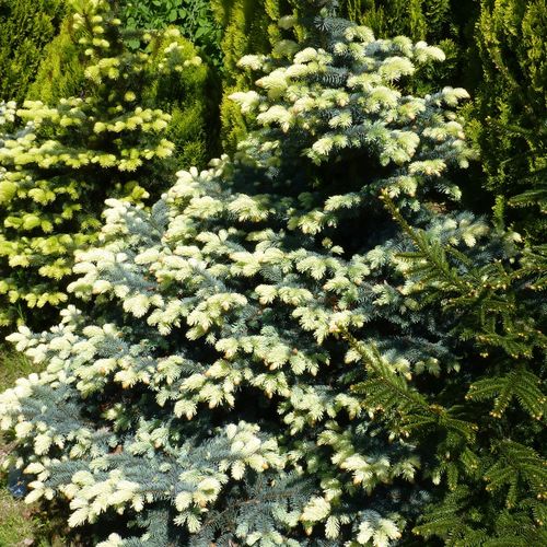 Świerk kłujący BIAŁOBOK Piękna barwa Szczepiony Sadzonki w doniczkach C3 na Arena.pl