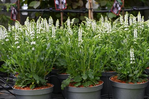 Szałwia omszona Schneehugel - Salvia nemorosa na Arena.pl