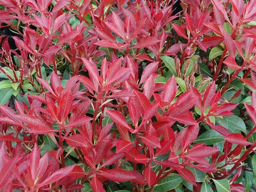 Pieris Mountain Fire P9 na Arena.pl