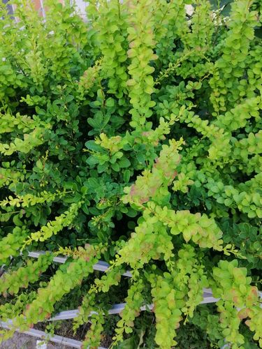 Berberys Thunberga 'Green Carpet' Zielony Dywan (Berberis thunbergii) na Arena.pl
