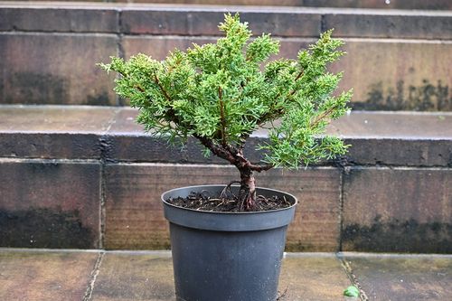 Jałowiec chiński Shimpaku - Juniperus chinensis 0030 na Arena.pl