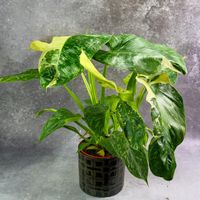 Philodendron Jose Buono Filodendron Variegata pięknie wybarwiony Ø6cm