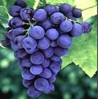 WINOGRON szczepiony granatowy - sadzonki 5 / 10 cm