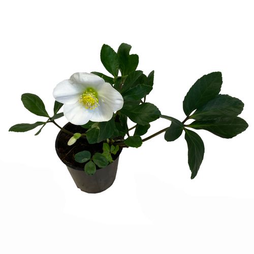 CIEMIERNIK Helleborus 30 cm na Arena.pl