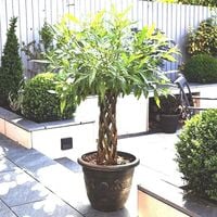 WIERZBA pleciona drzewko na taras - sadzonki 120 / 150 cm