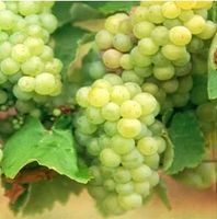 WINOGRON szczepiony jasno zielony - sadzonki 60 / 80 cm