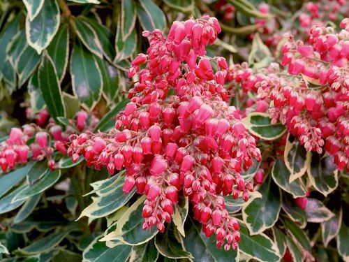 Pieris Variegata RED na Arena.pl