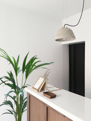 PALMA KENTIA (Kencja, Howea)  70/80cm na Arena.pl