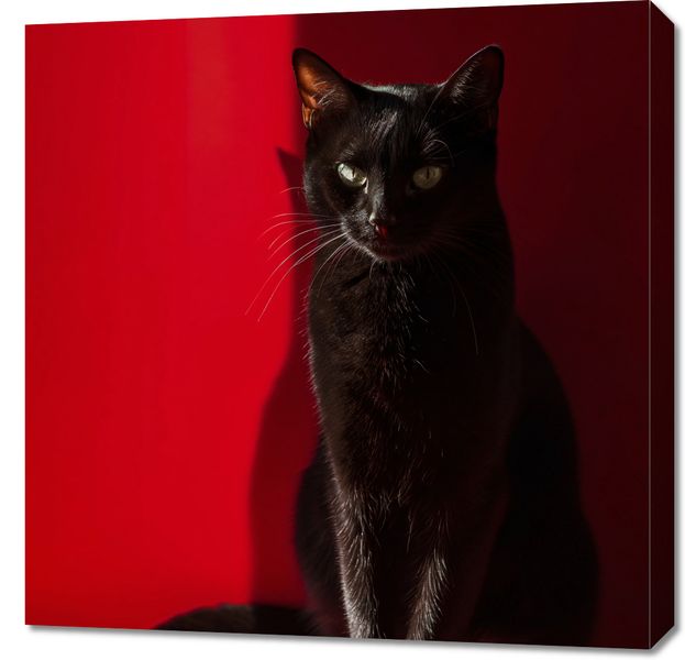 Obraz 70x70cm Elegancja w Cieniu zdjęcie 1
