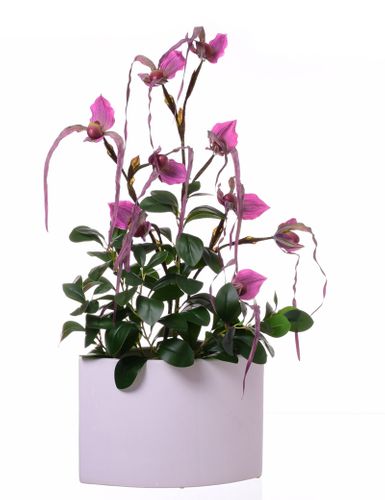 Storczyk Cattleya fioletowy Extra na Arena.pl