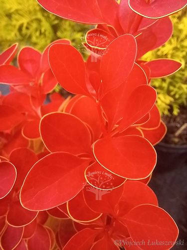 Berberys Orange Ice karłowy o ognistym wybarwieniu na Arena.pl