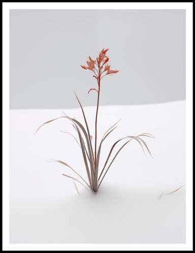 Plakat 75x100cm Subtelność Natury na Arena.pl