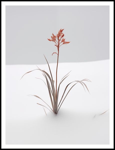 Plakat 75x100cm Subtelność Natury zdjęcie 3