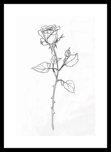 Plakat 20x30cm Kontur Róży na Arena.pl