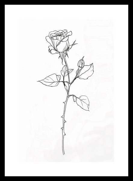 Plakat 20x30cm Kontur Róży zdjęcie 3