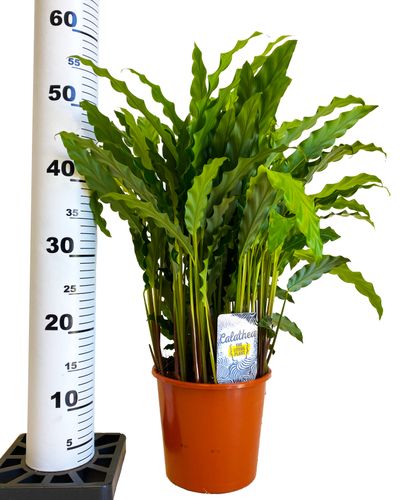 Kalatea Calathea RUFIBARBA BLUE GRASS 60 cm na Arena.pl