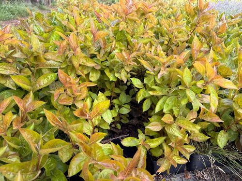 Krzewuszka cudowna 'Wings of Fire' (Weigela florida) Doniczka 2.0L na Arena.pl