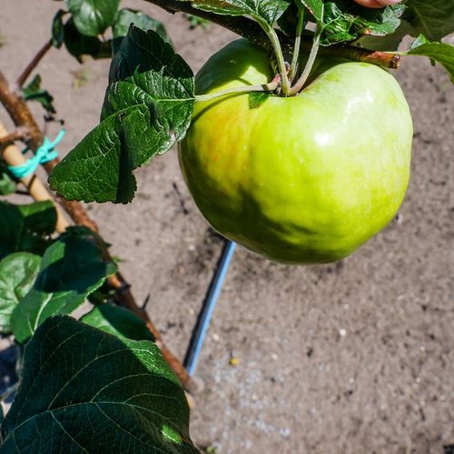 SADZONKI DRZEWKA OWOCOWE JABŁOŃ ANTONÓWKA BIAŁA ŚMIETANKOWA na Arena.pl