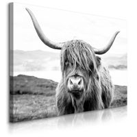 Obraz Do Salonu Krowa Szkocka Klify Czarno-Biały Krajobraz 70cm x 50cm