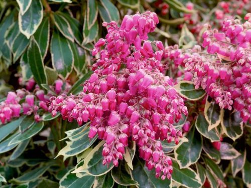 Pieris Variegata Rose C2 E na Arena.pl