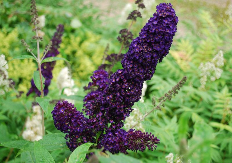 BUDLEJA CZARNA Black Knight - sadz. w doniczkach ! zdjęcie 1