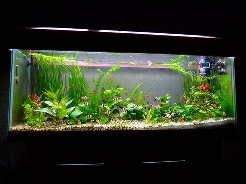 NATURALNY ŻWIREK 1-4 mm 25 kg AKWARIUM na Arena.pl