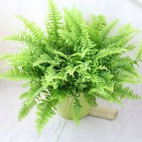 Nephrolepis Exaltata Wyniosły Paproć Paprotka Duża