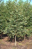 Brzoza brodawkowata sadzonki 150-200cm SZKÓŁKOWANA