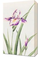 Obraz 30x50cm Hana–Strobel, Morikaga Japoński Vintage