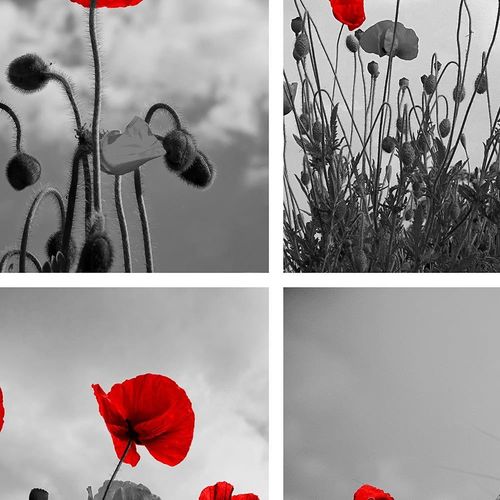 Obraz na płótnie - Canvas, Czerwone maki 90x90 na Arena.pl