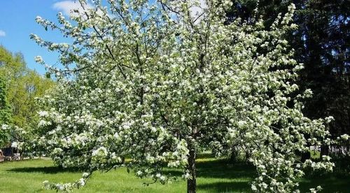 JABŁOŃ RAJSKA OZDOBNA SZCZEPIONA DOOLGO - sadzonki 60 / 80 cm na Arena.pl