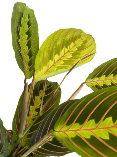 MARANTA FASCINATOR 30cm na Arena.pl