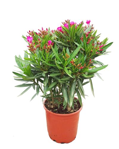 OLEANDER KRZEW  RÓŻÓWY 50cm na Arena.pl