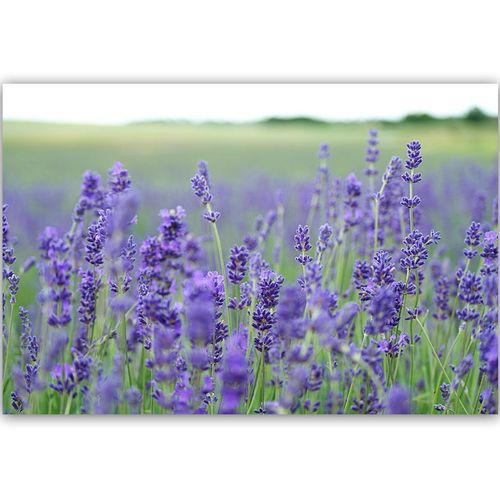 Deco Panel, Pola lawendy 60x40 na Arena.pl