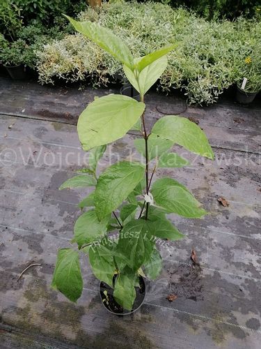 Kielichowiec wonny sadzonka aromat rabaty krzew na Arena.pl