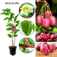 Mini Kiwi Red Jumbo słodki deserowy smak KRZEW 40-80 cm