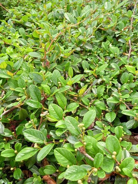 Irga płożąca Major zimozielony na skalniak i rabaty zdjęcie 4