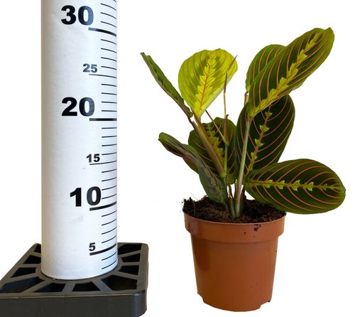 MARANTA FASCINATOR 30cm na Arena.pl