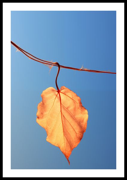 Plakat 40x60cm Ostatni Liść zdjęcie 3