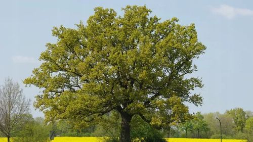 C2 DĄB BEZSZYPUŁKOWY QUERCUS PETRAEA 80-120 cm. na Arena.pl