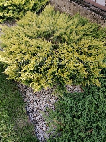 Jałowiec płożący Limeglow wrzosowisko skalniak na Arena.pl