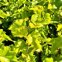 Brzoza brodawkowata 'Golden Obelisk' 40-60cm (Betula pendula) P13