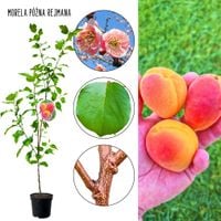 Morela Późna Rejmana duże soczyste owoce 100-150 cm