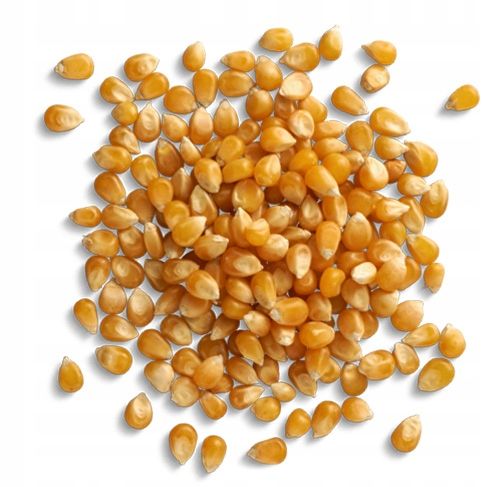 KUKURYDZA POPCORN 5kg Ziarno do prażenia bez soli naturalna jakość Kol-Pol na Arena.pl