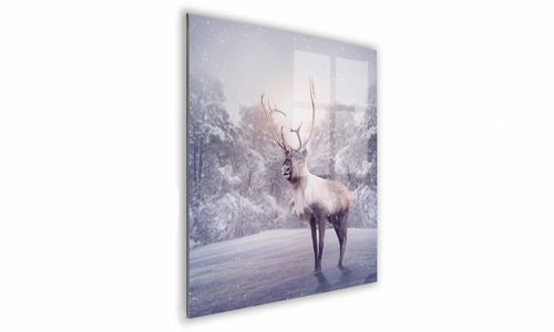 OBRAZ NA SZKLE KWADRATOWY 70x70cm 087 Renifer na Arena.pl