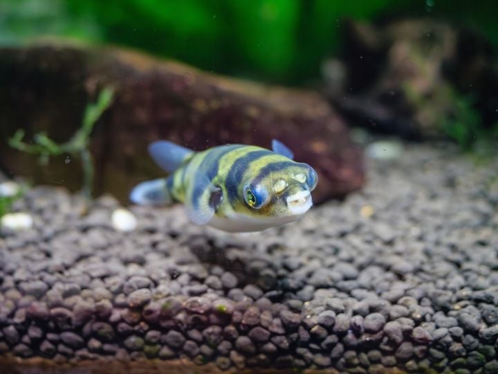 Podłoże Aktywne do Akwarium Siła Natury dla Twoich Roślin NATURE SOIL 3L zdjęcie 7