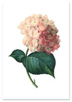 Plakat cyfrowy do wydruku kwiat vintage